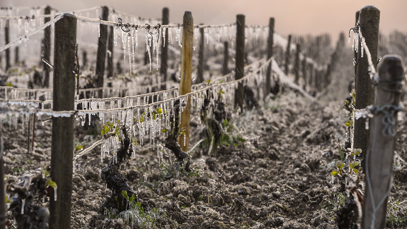 Frost, Hail Inflict Heavy Vineyard Damage Across France